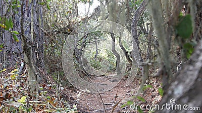 Path in live oak forest. Twisted gnarled trees branches trunks. Lace lichen moss Stock Photo