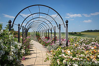 Path with lush blooming roses with rose arches shows a panorama of an open landscape Stock Photo