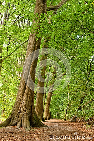 Path through lush forest Stock Photo