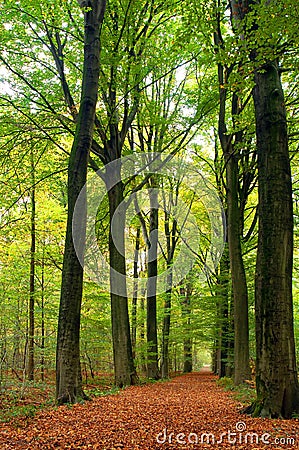 Path through lush forest Stock Photo