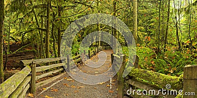 Path through lush rainforest, Cathedral Grove, Canada Stock Photo