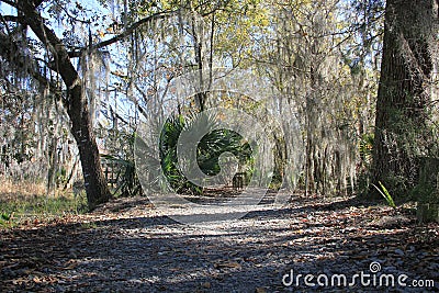 Path through the marsh swamp Stock Photo