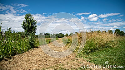 Path in the middle of the fields, and alley of trees in the background, blue sky and cottony clouds Stock Photo