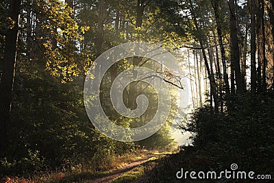 path through misty autumn forest at dawn country road through an autumn deciduous forest in the sunshine the morning fog surrounds Stock Photo