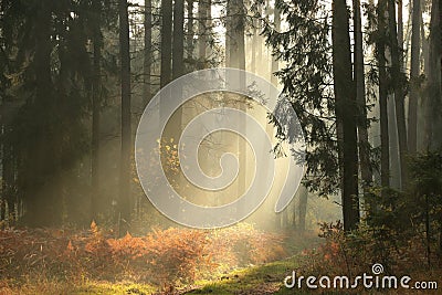 path through a misty coniferous forest at sunrise a trail leading through the autumn coniferous forest in foggy weather trees in Stock Photo