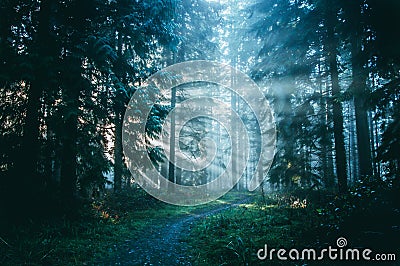 Path through a misty forest with sunbeams through the trees Stock Photo