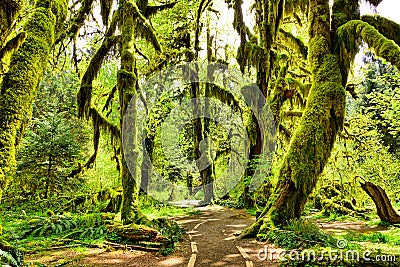 Moss covered trees in Hoh Rain Forest, Olympic National Park, Washington, USA Stock Photo