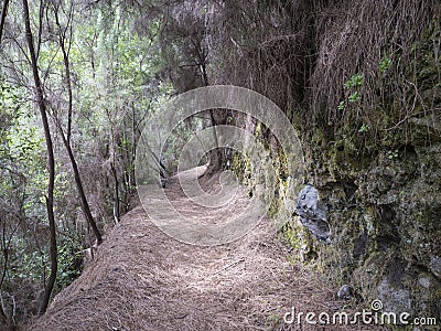 Path at mysterious Laurel forest Laurisilva, lush subtropical rainforest at hiking trail Los Tilos, La Palma, Canary Stock Photo