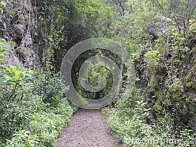 Path at mysterious Laurel forest Laurisilva, lush subtropical rainforest at hiking trail Los Tilos, La Palma, Canary Stock Photo