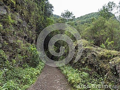 Path at mysterious Laurel forest Laurisilva, lush subtropical rainforest at hiking trail Los Tilos, La Palma, Canary Stock Photo