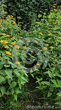 A path through a mystical thicket of orange flowers Stock Photo