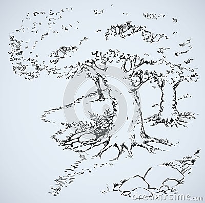 Path among oak groves. Vector drawing Vector Illustration