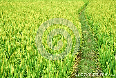 Path in the paddy fields Stock Photo