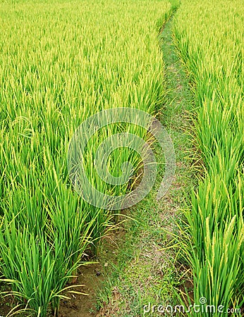 Path in the paddy fields Stock Photo