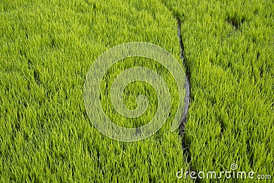 Path Between of paddy Plant in the Field Stock Photo