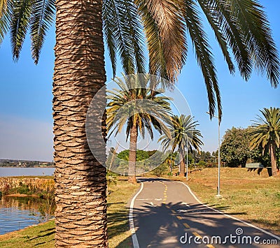 A path between the palm trees Stock Photo