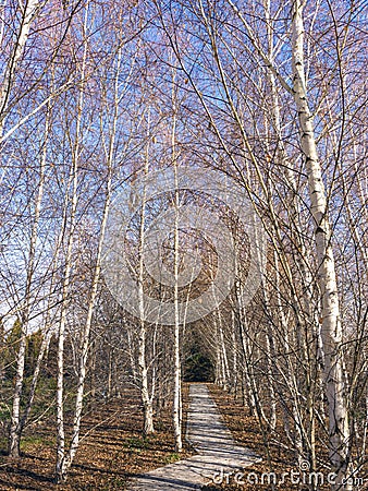 A birch is a thin-leaved deciduous hardwood tree of the genus Betula in the family Betulaceae, which also includes alders, hazels, Stock Photo