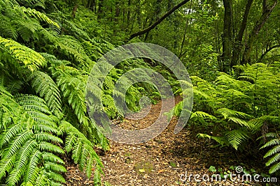 Path through the rainforest of Los Tilos on La Palma Stock Photo