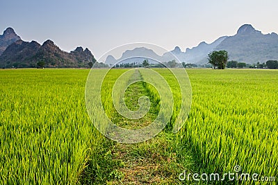 Path in rice paddy Stock Photo