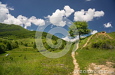 Path road leading to a tree Stock Photo