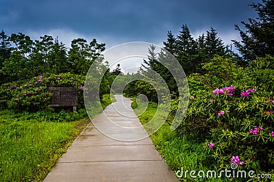 Path through the Roan Mountain Rhododendron Gardens, near Carver Stock Photo