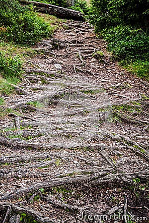 Path of roots in the woods Stock Photo