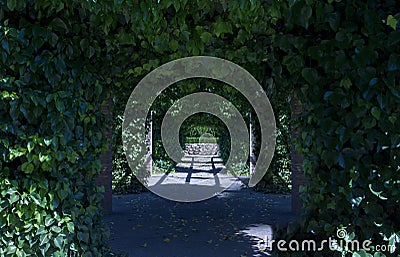 Path with several arches created by ivy Hedera helix, Magnoliophyta, Magnoliopsida that gives shade and forms a beautiful view Stock Photo