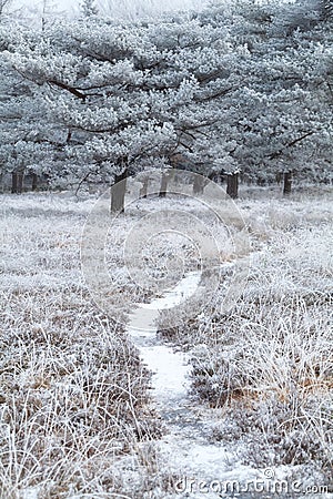 Path in snowy winter forest Stock Photo