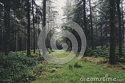 A path through a spooky, eerie commercial tree plantation forest. On a misty day. With a matte edit Stock Photo