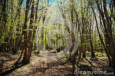 Path Through Spring Beechwood Stock Photo