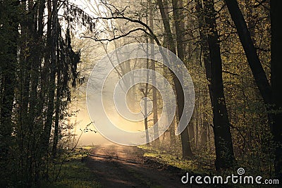 path through the spring forest at dawn rural road through the early spring deciduous forest lit by the morning sun in foggy Stock Photo