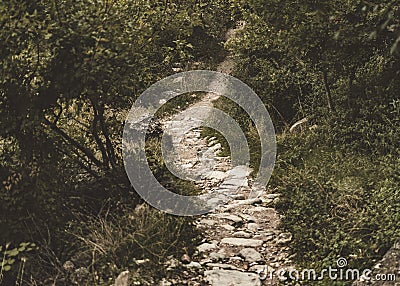 Path of stones that runs through a lush forest. Stock Photo