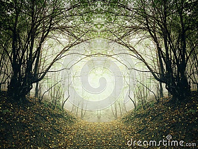 Path through surreal autumn forest Stock Photo