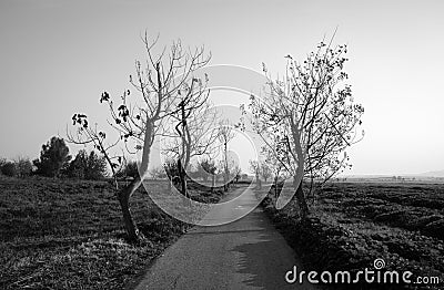 Path surrounding by trees Stock Photo