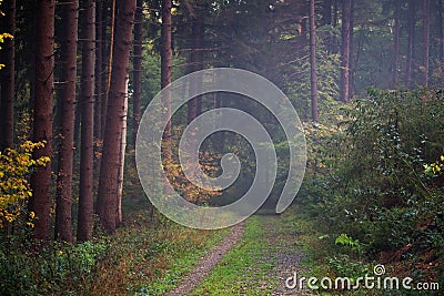 Path taking into a mysterious eery forest Stock Photo