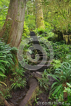 Path in temperate rainforest Stock Photo