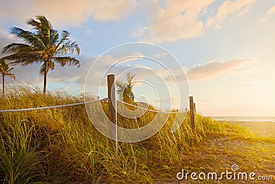 Path to the beach with Sea Oats, grass dunes at sunrise or sunset in Miami Beach Stock Photo