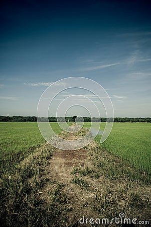 Path to the jungle from Paddy Stock Photo