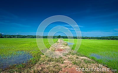 Path to the jungle from Paddy Stock Photo