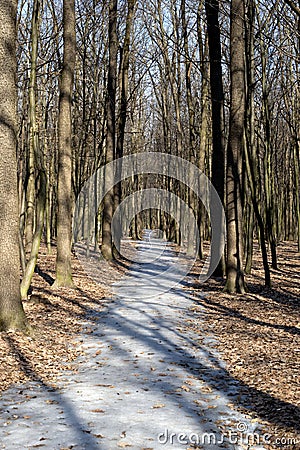 Footpath in the spring forest Stock Photo