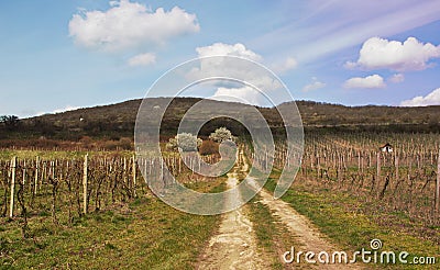 Path to Vineyards Stock Photo