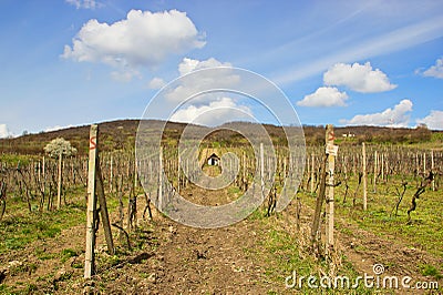 Path to Vineyards Stock Photo