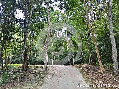 Path of Tranquility: Exploring the Enchanting Tree-Lined Trails of Tikal, Guatemala Stock Photo
