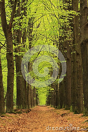 Path with trees with green spring leaves