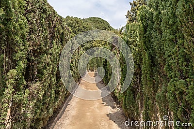 Path through trimmed cypress trees in maze Editorial Stock Photo