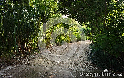 Path in tropical forest. Sunlight through trees in rainforest. Walkway in garden. Tropical park landscape. Stock Photo