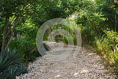 Path in tropical forest. Sunlight through trees in rainforest. Walkway in garden. Tropical park landscape. Stock Photo