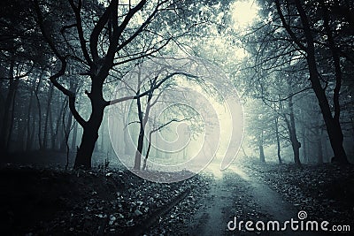 Path trough a dark mysterious forest with fog Stock Photo