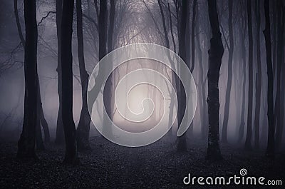 Path trough fantasy forest with mysterious fog Stock Photo