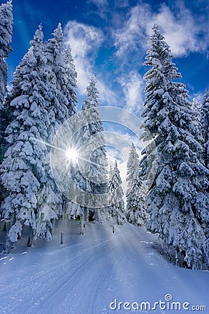 Path trough mountain forest on a sunny winter day Stock Photo